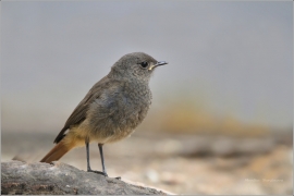 <p>REHEK DOMÁCÍ (Phoenicurus ochruros) /Black redstart - Hausrotschwanz/</p>